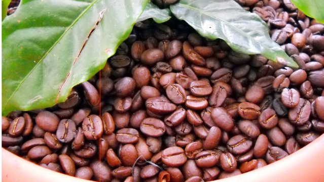 Coffee Arábico - Exportadora Montes de Macanillo S.A.S.
