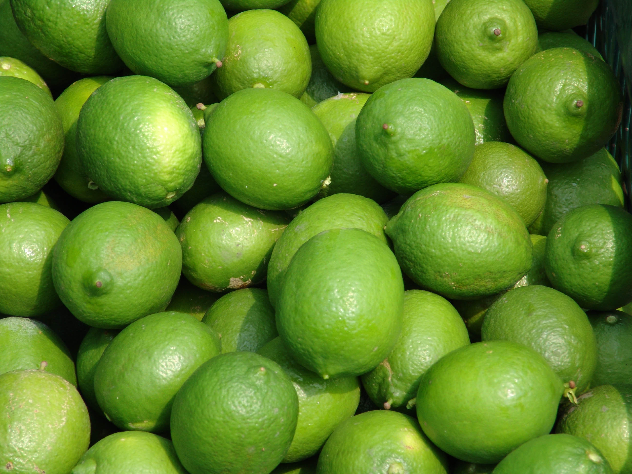 Lemon - Exportadora de Cítricos de Acateno