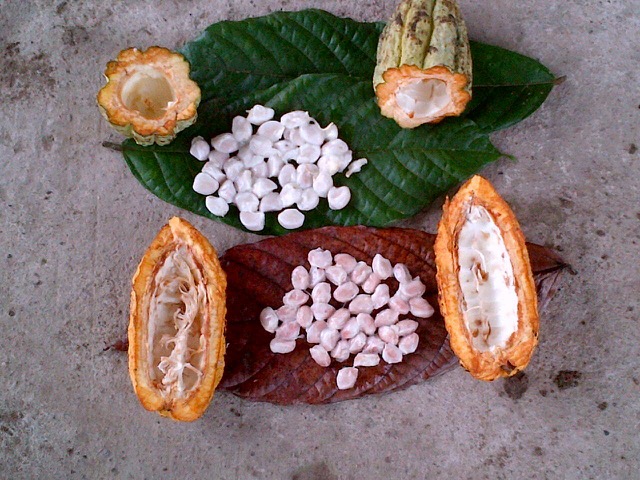 Cacao - CACAO GOURMET CARMELO