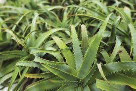 Aloe - Productos orgánicos oroverde