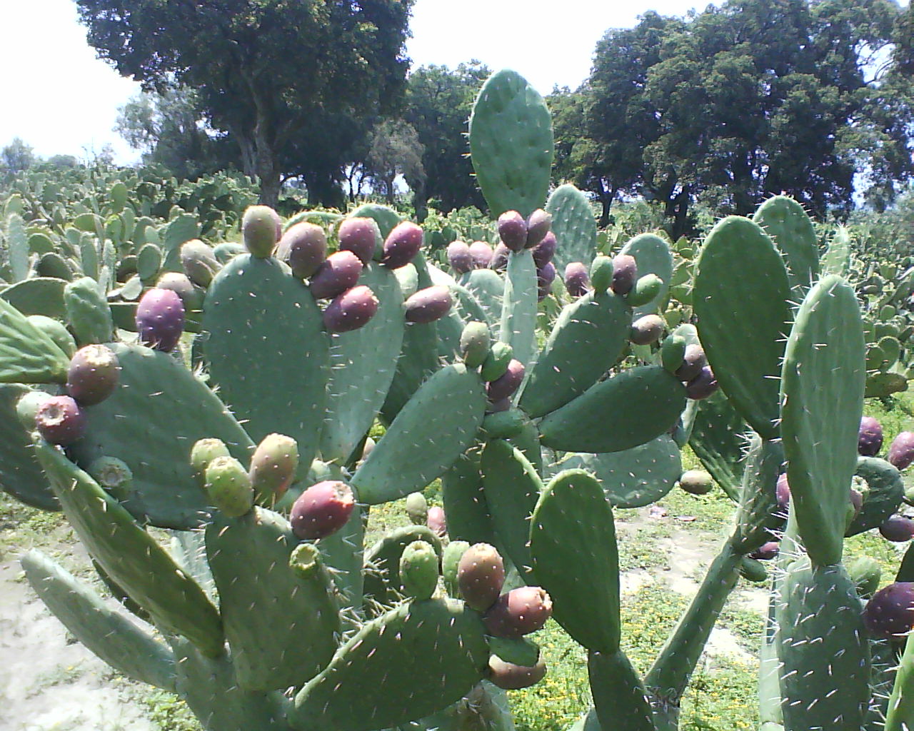 Prickly Pear - Agrointegradora Poblana de Tuna y Nopal