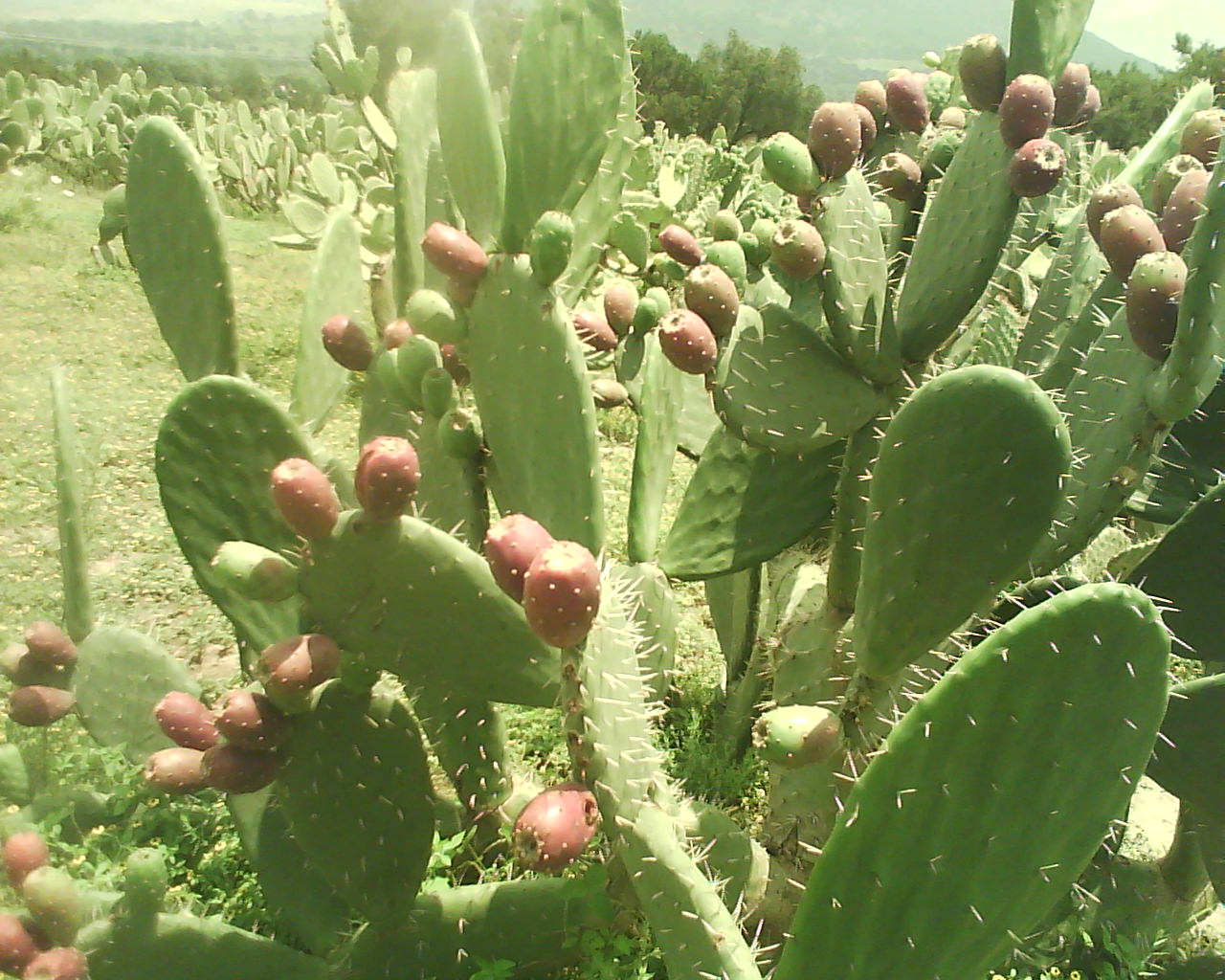 Prickly Pear - Agrointegradora Poblana de Tuna y Nopal