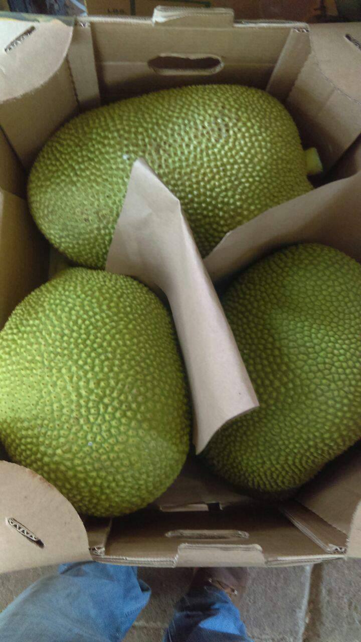 Jackfruit  - PRODUCTOS AGRICOLAS MARAMPO S.P.R DE R.L