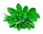 Mint  - Bio Herb Egypt Co