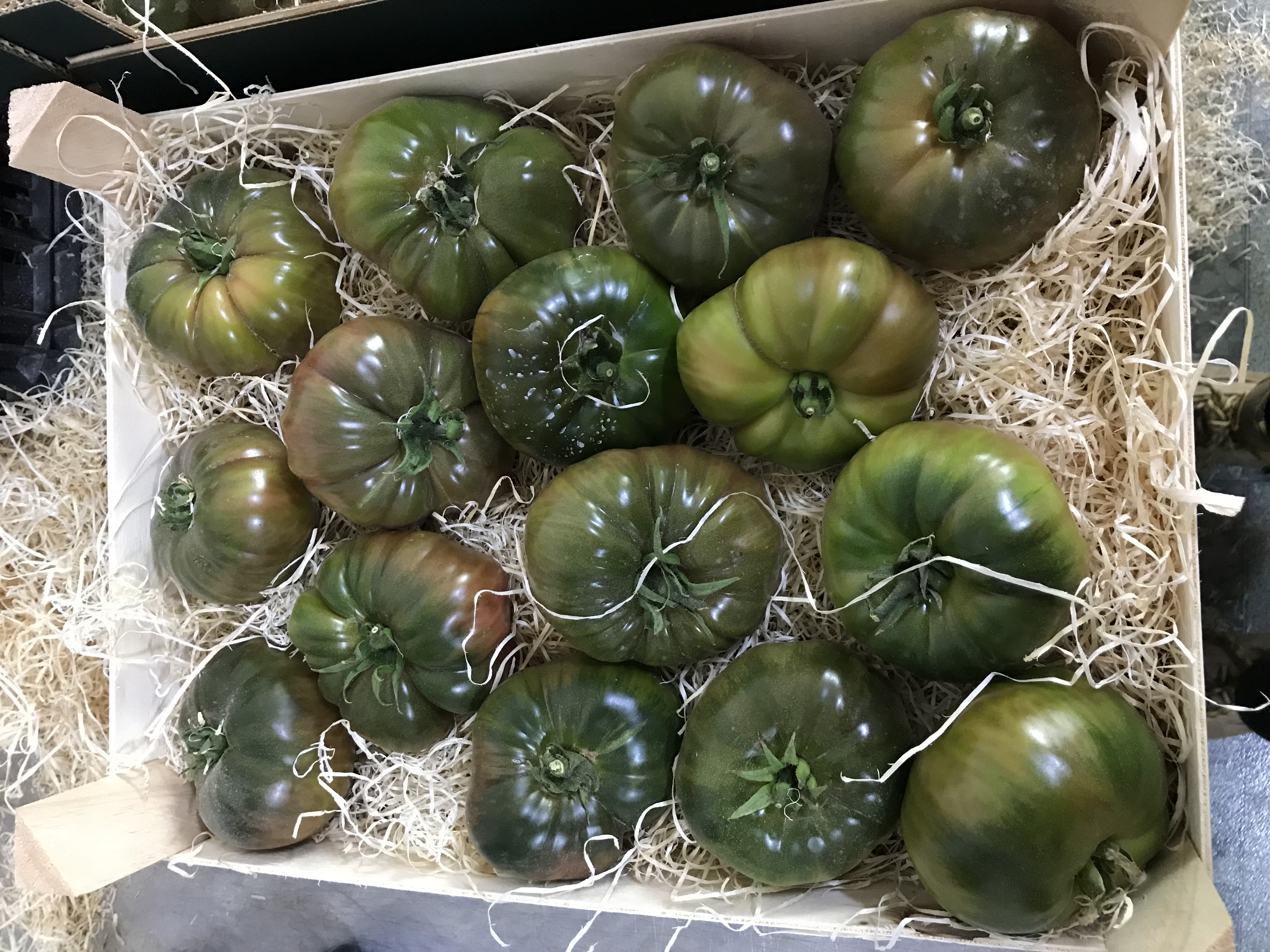 Tomato - TOMATES PASO DOBLE