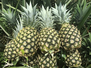 Pineapple  - SMART SHIPPING & FRUIT SRL