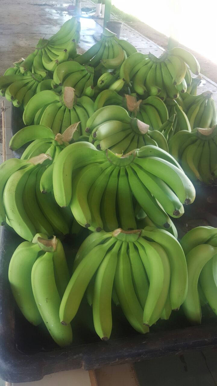 Banana  - SMART SHIPPING & FRUIT SRL