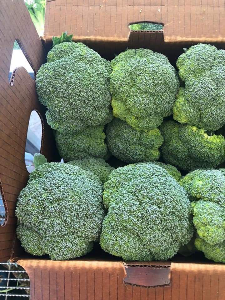 Broccoli - VORPER