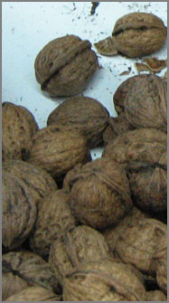 Nut - Agricola Jacusiel SpA