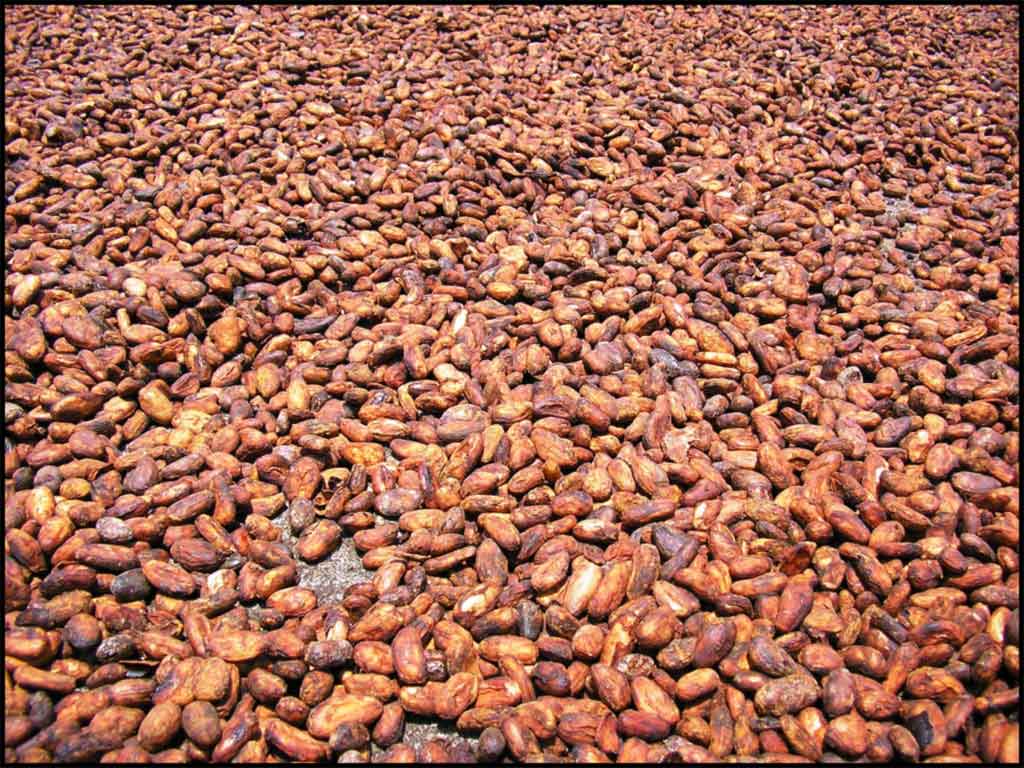 Cacao  - CORPORACION PAKTA MINTALAY