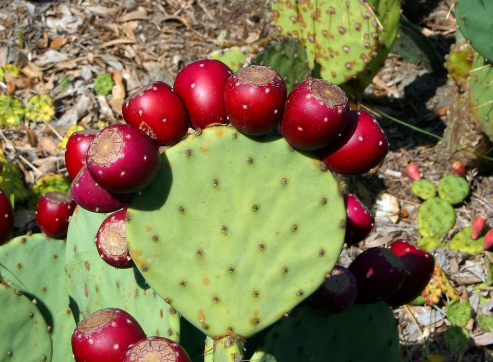Prickly Pear Red - Agroindustrial la Tinaja